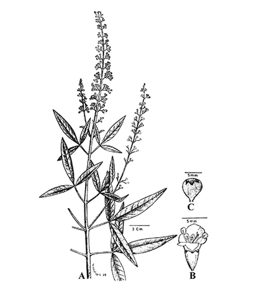 Natural compounds from  Vitex negundo